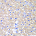 GPAM Antibody - Immunohistochemistry of paraffin-embedded mouse heart.