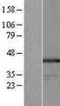 GPANK1 / G5 Protein - Western validation with an anti-DDK antibody * L: Control HEK293 lysate R: Over-expression lysate