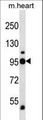 GPBB / PYGB Antibody - PYGB Antibody western blot of mouse heart tissue lysates (35 ug/lane). The PYGB antibody detected the PYGB protein (arrow).