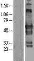 GPBP1L1 Protein - Western validation with an anti-DDK antibody * L: Control HEK293 lysate R: Over-expression lysate