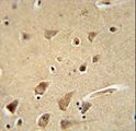 GPC5 / Glypican 5 Antibody - GPC5 Antibody immunohistochemistry of formalin-fixed and paraffin-embedded human brain tissue followed by peroxidase-conjugated secondary antibody and DAB staining.