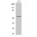 GPCR6 / GPR101 Antibody - Western blot of GPR101 antibody