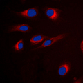 GPCRW / GPR18 Antibody - Immunofluorescent analysis of GPR18 staining in H9C2 cells. Formalin-fixed cells were permeabilized with 0.1% Triton X-100 in TBS for 5-10 minutes and blocked with 3% BSA-PBS for 30 minutes at room temperature. Cells were probed with the primary antibody in 3% BSA-PBS and incubated overnight at 4 C in a humidified chamber. Cells were washed with PBST and incubated with a DyLight 594-conjugated secondary antibody (red) in PBS at room temperature in the dark. DAPI was used to stain the cell nuclei (blue).