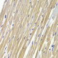 GPD1 Antibody - Immunohistochemistry of paraffin-embedded Rat heart.