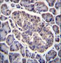 GPD2 Antibody - GPD2 Antibody immunohistochemistry of formalin-fixed and paraffin-embedded human pancreas tissue followed by peroxidase-conjugated secondary antibody and DAB staining.