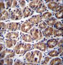 GPM6A / Glycoprotein M6A Antibody - GPM6A Antibody immunohistochemistry of formalin-fixed and paraffin-embedded human stomach tissue followed by peroxidase-conjugated secondary antibody and DAB staining.