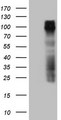 GPNMB / Osteoactivin Antibody - HEK293T cells were transfected with the pCMV6-ENTRY control (Left lane) or pCMV6-ENTRY GPNMB (Right lane) cDNA for 48 hrs and lysed. Equivalent amounts of cell lysates (5 ug per lane) were separated by SDS-PAGE and immunoblotted with anti-GPNMB (1:2000).