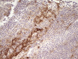 GPNMB / Osteoactivin Antibody - IHC of paraffin-embedded Human tonsil using anti-GPNMB mouse monoclonal antibody. (Heat-induced epitope retrieval by 1 mM EDTA in 10mM Tris, pH8.5, 120°C for 3min).