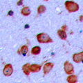 GPR119 Antibody - Immunohistochemical analysis of GPR119 staining in human brain formalin fixed paraffin embedded tissue section. The section was pre-treated using heat mediated antigen retrieval with sodium citrate buffer (pH 6.0). The section was then incubated with the antibody at room temperature and detected using an HRP conjugated compact polymer system. DAB was used as the chromogen. The section was then counterstained with hematoxylin and mounted with DPX.