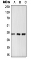 GPR12 Antibody - Western blot analysis of GPR12 expression in HepG2 (A); Raw264.7 (B); rat heart (C) whole cell lysates.