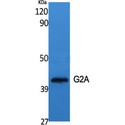 GPR132 / G2A Antibody - Western blot of G2A antibody