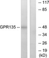 GPR135 Antibody - Western blot analysis of lysates from NIH/3T3 cells, using GPR135 Antibody. The lane on the right is blocked with the synthesized peptide.
