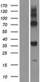 GPR157 Protein - Western validation with an anti-DDK antibody * L: Control HEK293 lysate R: Over-expression lysate