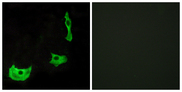 GPR17 Antibody - Immunofluorescence analysis of HeLa cells, using GPR17 Antibody. The picture on the right is blocked with the synthesized peptide.