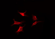 GPR173 / SREB3 Antibody - Staining NIH-3T3 cells by IF/ICC. The samples were fixed with PFA and permeabilized in 0.1% Triton X-100, then blocked in 10% serum for 45 min at 25°C. The primary antibody was diluted at 1:200 and incubated with the sample for 1 hour at 37°C. An Alexa Fluor 594 conjugated goat anti-rabbit IgG (H+L) Ab, diluted at 1/600, was used as the secondary antibody.