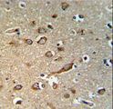 GPR180 Antibody - GPR180 Antibody IHC of formalin-fixed and paraffin-embedded brain tissue followed by peroxidase-conjugated secondary antibody and DAB staining.