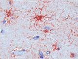 GPR19 Antibody - Clone 185 human brain cortex, paraffin section