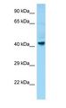 GPR34 Antibody - GPR34 antibody Western Blot of Fetal Brain.  This image was taken for the unconjugated form of this product. Other forms have not been tested.