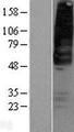 GPR42 Protein - Western validation with an anti-DDK antibody * L: Control HEK293 lysate R: Over-expression lysate