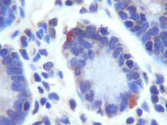 GPR49 / LGR5 Antibody - GPR49 Antibody (LGR5) - IHC of human small intestine using GPR49.  This image was taken for the unconjugated form of this product. Other forms have not been tested.
