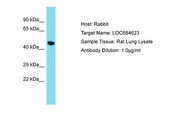 GPR52 Antibody -  This image was taken for the unconjugated form of this product. Other forms have not been tested.