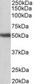 GPR83 Antibody - GPR83 antibody (1 ug/ml) staining of Human Cerebellum lysate (35 ug protein in RIPA buffer). Primary incubation was 1 hour. Detected by chemiluminescence.