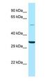GPS1 / CSN1 Antibody - GPS1 / CSN1 antibody Western Blot of HT1080.  This image was taken for the unconjugated form of this product. Other forms have not been tested.