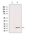 GPSM3 Antibody - Western blot analysis of extracts of mouse muscle using GPSM3 antibody. Lane 1 was treated with the blocking peptide.