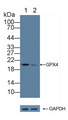 GPX4 / MCSP Antibody - Knockout Varification: Lane 1: Wild-type 293T cell lysate; Lane 2: GPX4 knockout 293T cell lysate; Predicted MW: 22kd Observed MW: 20kd Primary Ab: 1µg/ml Rabbit Anti-Human GPX4 Antibody Second Ab: 0.2µg/mL HRP-Linked Caprine Anti-Rabbit IgG Polyclonal Antibody