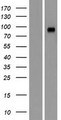 GRAMD1A Protein - Western validation with an anti-DDK antibody * L: Control HEK293 lysate R: Over-expression lysate