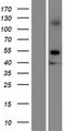 GRAMD2 Protein - Western validation with an anti-DDK antibody * L: Control HEK293 lysate R: Over-expression lysate