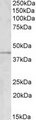 GRAMD3 Antibody - GRAMD3 antibody (1 ug/ml) staining of Human Temporal Cortex lysate (35 ug protein/ml in RIPA buffer). Primary incubation was 1 hour. Detected by chemiluminescence.