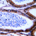 Granzyme B+H Antibody - Immunohistochemical analysis of Granzyme B/H staining in human tonsil formalin fixed paraffin embedded tissue section. The section was pre-treated using heat mediated antigen retrieval with sodium citrate buffer (pH 6.0). The section was then incubated with the antibody at room temperature and detected using an HRP conjugated compact polymer system. DAB was used as the chromogen. The section was then counterstained with hematoxylin and mounted with DPX.