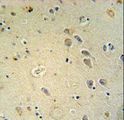 GRIA4 / GLUR4 Antibody - GRIA4 antibody immunohistochemistry of formalin-fixed and paraffin-embedded human brain tissue followed by peroxidase-conjugated secondary antibody and DAB staining.