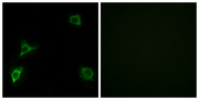 GRID2 Antibody - Immunofluorescence analysis of HUVEC cells, using GRID2 Antibody. The picture on the right is blocked with the synthesized peptide.
