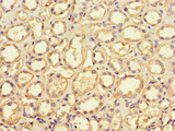 GRID2IP Antibody - Immunohistochemistry of paraffin-embedded human kidney tissue at dilution of 1:100