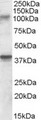GRIK3 / GLUR7 Antibody - Antibody (0.3 ug/ml) staining of Rat Brain lysate (35 ug protein in RIPA buffer). Primary incubation was 1 hour. Detected by chemiluminescence