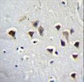 GRIN2A / NMDAR2A / NR2A Antibody - GRIN2A Antibody immunohistochemistry of formalin-fixed and paraffin-embedded human brain tissue followed by peroxidase-conjugated secondary antibody and DAB staining.
