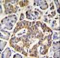 GRIN2A / NMDAR2A / NR2A Antibody - GRIN2A Antibody immunohistochemistry of formalin-fixed and paraffin-embedded human pancreas tissue followed by peroxidase-conjugated secondary antibody and DAB staining.