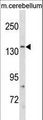 GRIN2C / NMDAR2C / NR2C Antibody - GRIN2C Antibody western blot of mouse cerebellum tissue lysates (35 ug/lane). The GRIN2C antibody detected the GRIN2C protein (arrow).