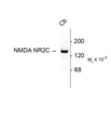 GRIN2C / NMDAR2C / NR2C Antibody - Western blot of rat cerebellar lysate showing specific immunolabeling of the ~140k NR2C subunit of the NMDA Receptor.