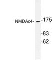 GRIN2D / NMDAR2D / NR2D Antibody - Western blot of NMDA4 (P706) pAb in extracts from COS-7 cells.
