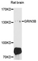 GRIN3B / NR3B Antibody - Western blot analysis of extracts of rat brain, using GRIN3B antibody at 1:1000 dilution. The secondary antibody used was an HRP Goat Anti-Rabbit IgG (H+L) at 1:10000 dilution. Lysates were loaded 25ug per lane and 3% nonfat dry milk in TBST was used for blocking. An ECL Kit was used for detection and the exposure time was 90s.