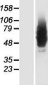 GRINA Protein - Western validation with an anti-DDK antibody * L: Control HEK293 lysate R: Over-expression lysate