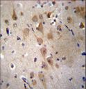 GRIP2 Antibody - GRIP2 Antibody immunohistochemistry of formalin-fixed and paraffin-embedded human brain tissue followed by peroxidase-conjugated secondary antibody and DAB staining.