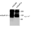 GRM1a / GRM5 Antibody - Western blot of HEK 293 cells expressing mGluR1a and mGluR5 showing the specific immunolabeling of the ~125k monomers and the ~250k dimers of mGluR1a and mGluR5.