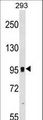 GRM7 / MGLUR7 Antibody - GRM7 Antibody western blot of 293 cell line lysates (35 ug/lane). The GRM7 antibody detected the GRM7 protein (arrow).