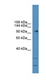 GRM7 / MGLUR7 Antibody - GRM7 / MGLUR7 antibody Western blot of 721_B cell lysate.  This image was taken for the unconjugated form of this product. Other forms have not been tested.