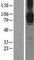 GRM7 / MGLUR7 Protein - Western validation with an anti-DDK antibody * L: Control HEK293 lysate R: Over-expression lysate