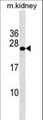 GRPEL2 Antibody - GRPEL2 Antibody western blot of mouse kidney tissue lysates (35 ug/lane). The GRPEL2 antibody detected the GRPEL2 protein (arrow).